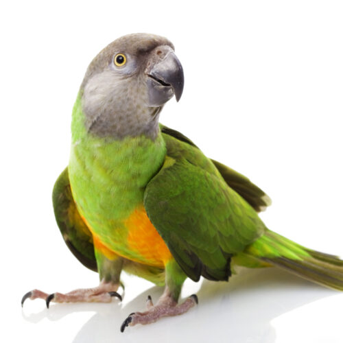 test